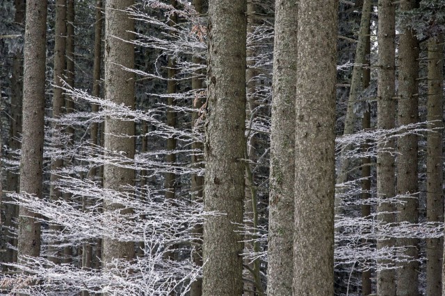 26. januar 17 - foto