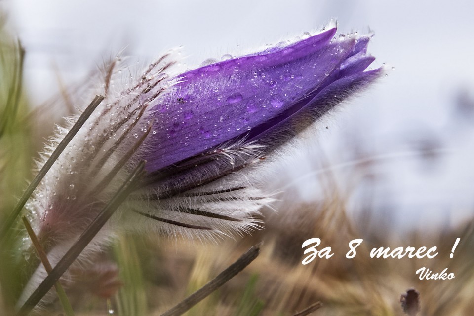 8. marec 17 - foto povečava