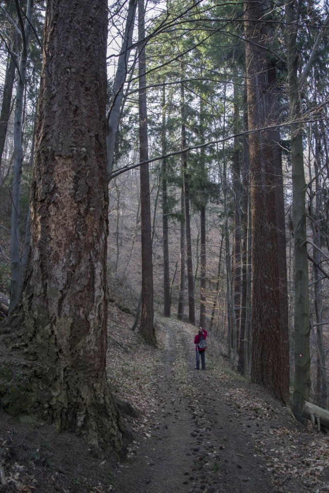 13. marec 17 - foto povečava