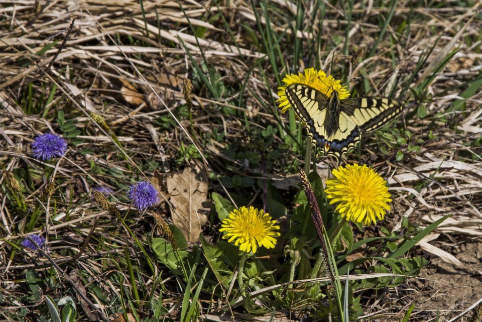 8. april 17 - foto povečava