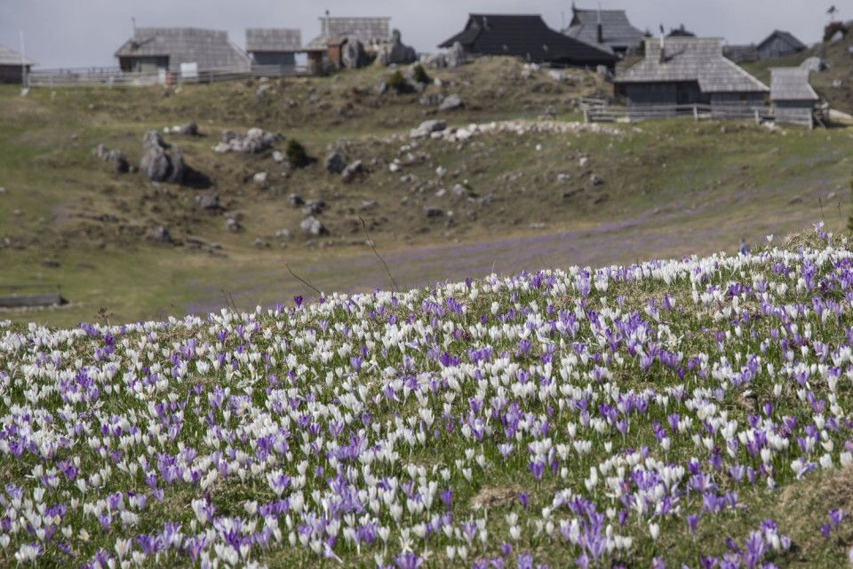 9. april 17 - foto povečava