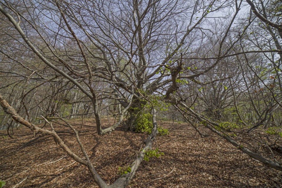 12. april 17 - foto povečava