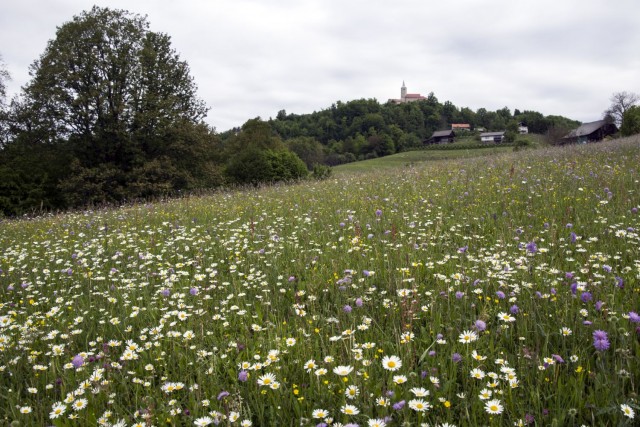 10. maj 17 - foto