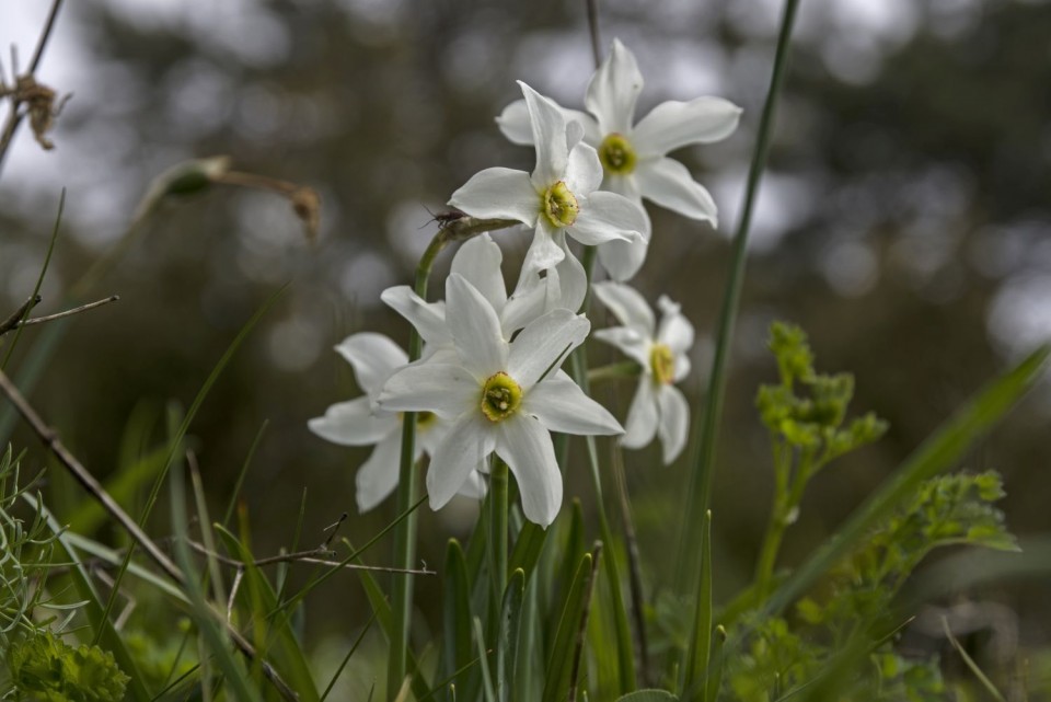 15. maj 17 - foto povečava