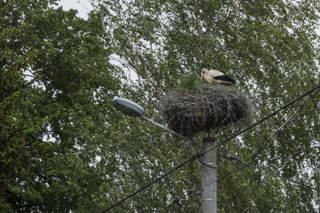 29. maj 17 popoldan - foto