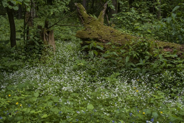 31. maj 17 - foto