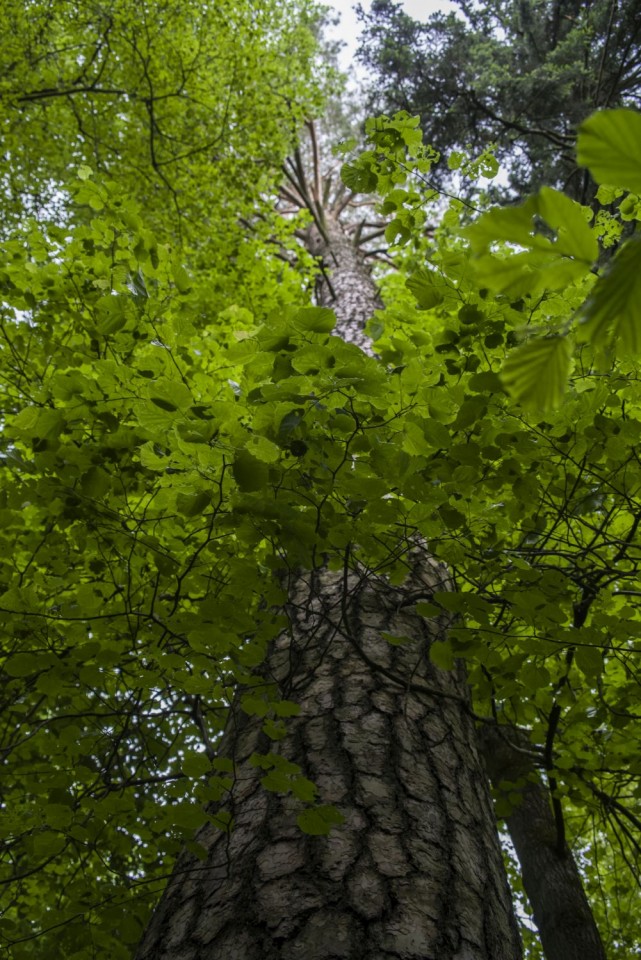 31. maj 17 - foto povečava