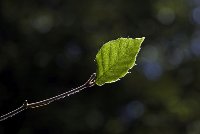 9. junij 17 - foto