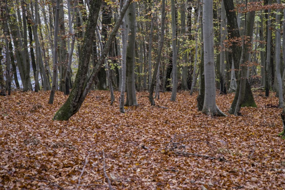 23. oktober 17 - foto povečava