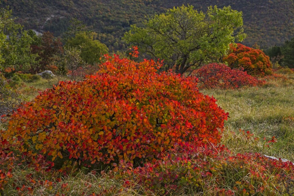 25. oktober 17 - foto povečava