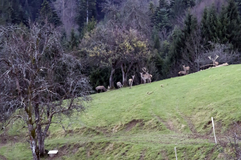 25. november 17 - foto povečava