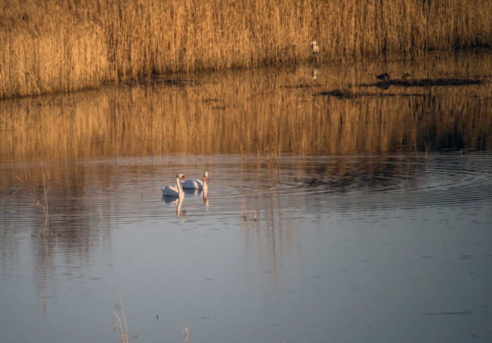 23. januar 18 - foto povečava