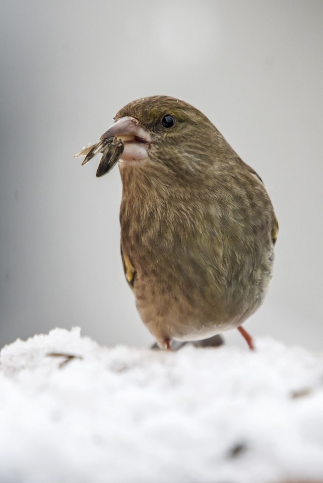 3. februar 18 - foto povečava