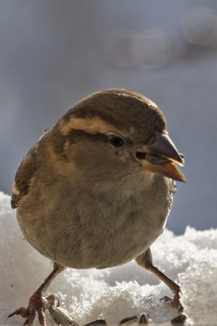 14. februar 18 - foto