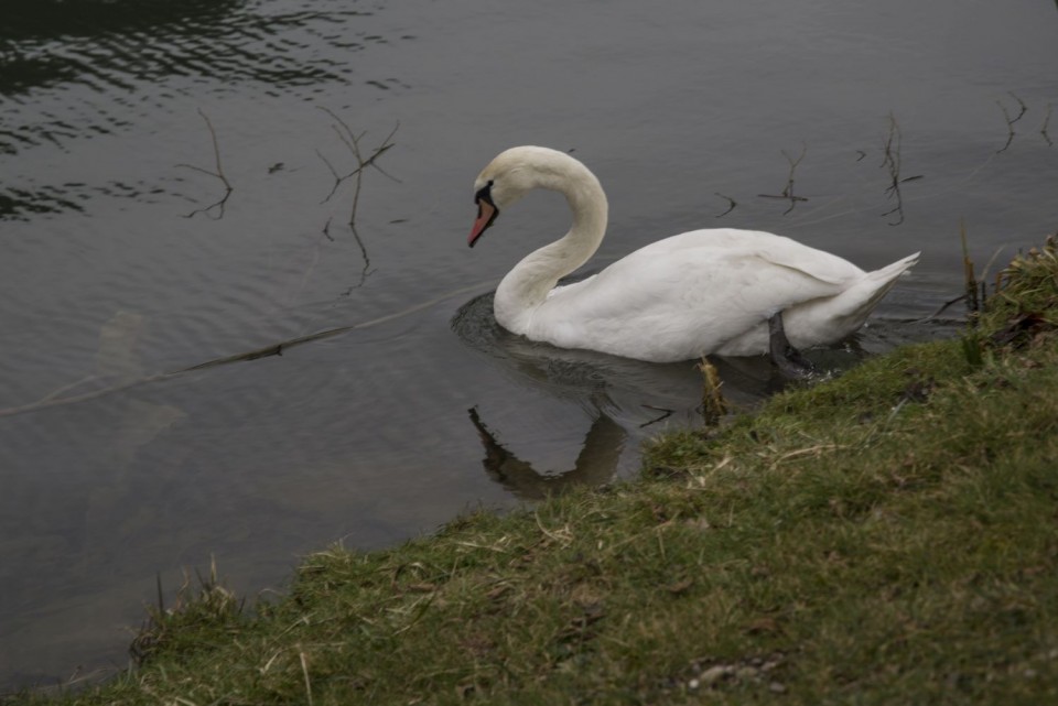 19. februar 18 - foto povečava