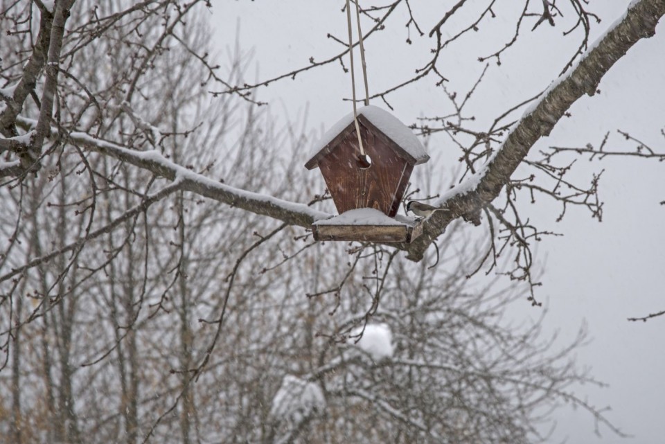 22. februar 18 - foto povečava