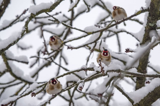 23. februar 18 - foto