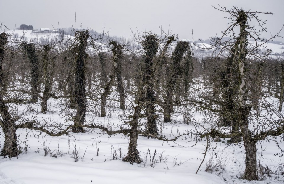 26. februar 18 - foto povečava