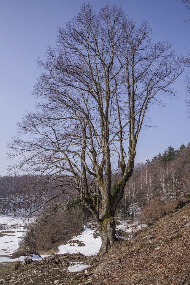 26. marec 18 - foto povečava