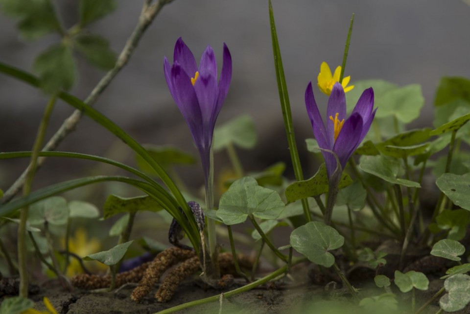 4. april 18 - foto povečava