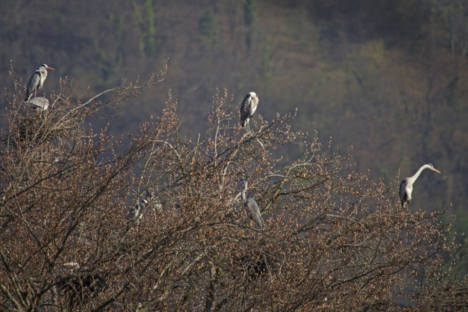 7. april 18 - foto povečava