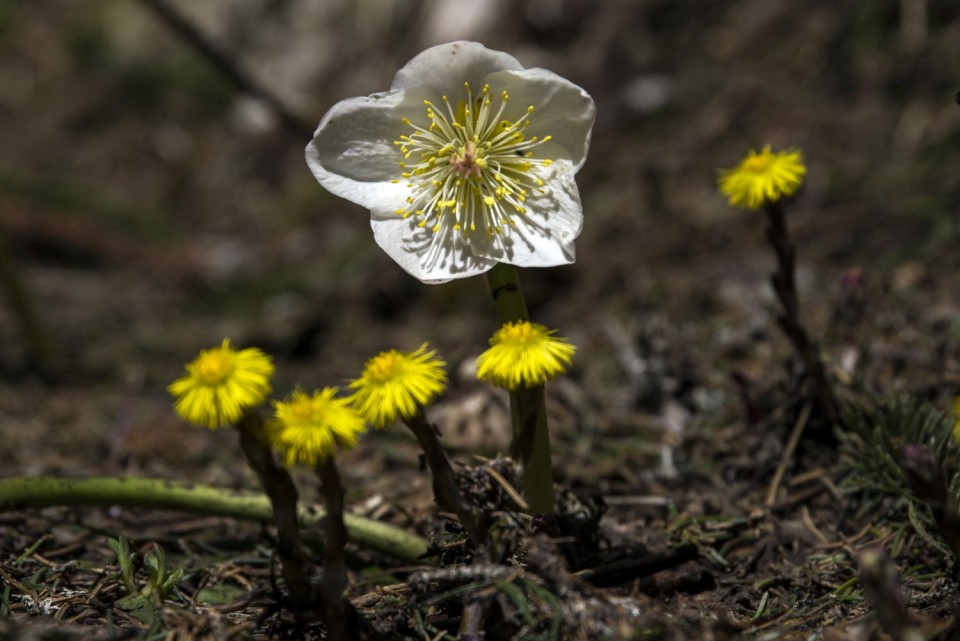 25. april 18 - foto povečava