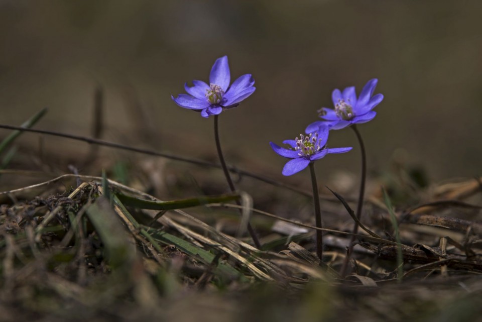 25. april 18 - foto povečava