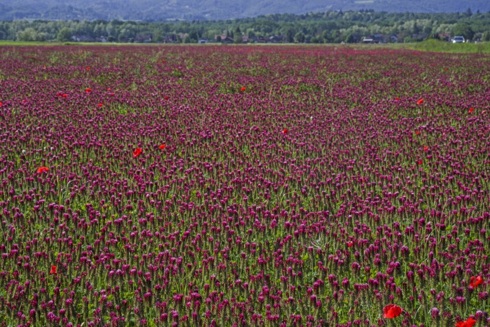 9. maj 18 - foto povečava