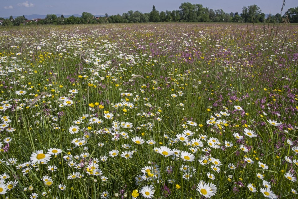 9. maj 18 - foto povečava