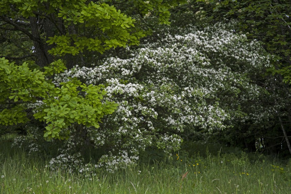 14. maj 18 - foto povečava