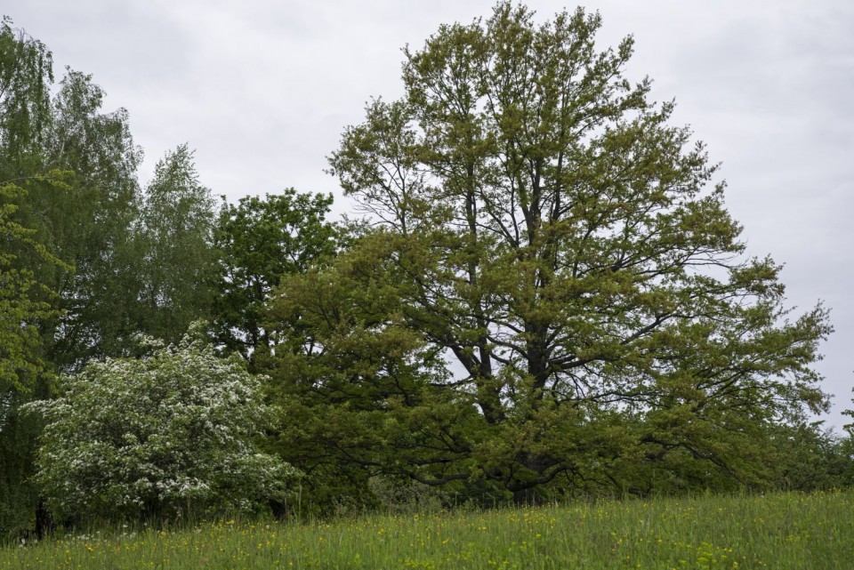 14. maj 18 - foto povečava