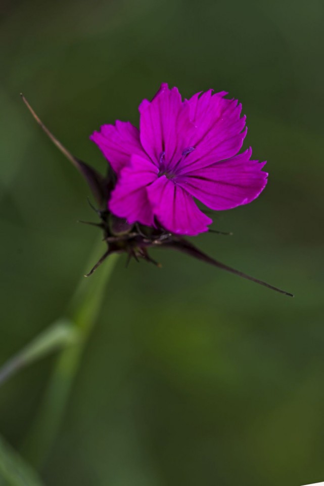 23. maj 18 - foto povečava