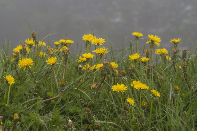 28. maj 18 - foto