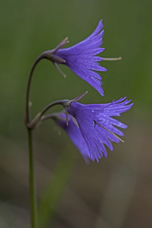 28. maj 18 - foto povečava