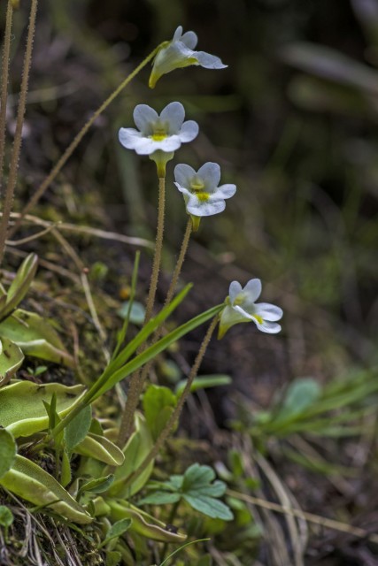 28. maj 18 - foto