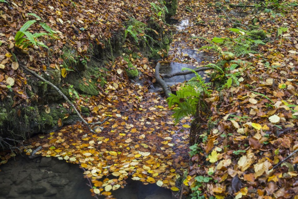 27. oktober 18 - foto povečava