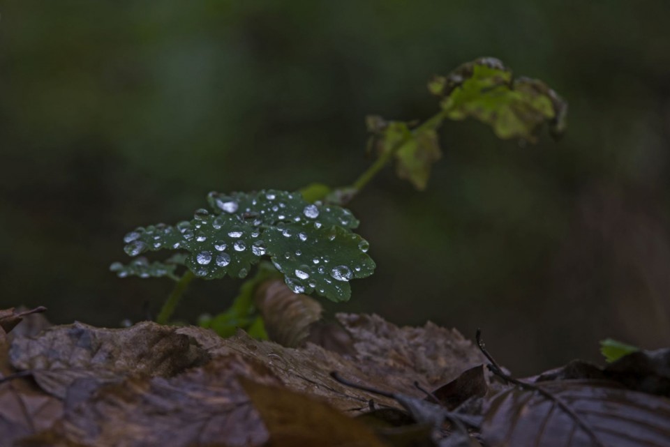 19. november 10 - foto povečava