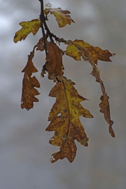 21. november 18 - foto