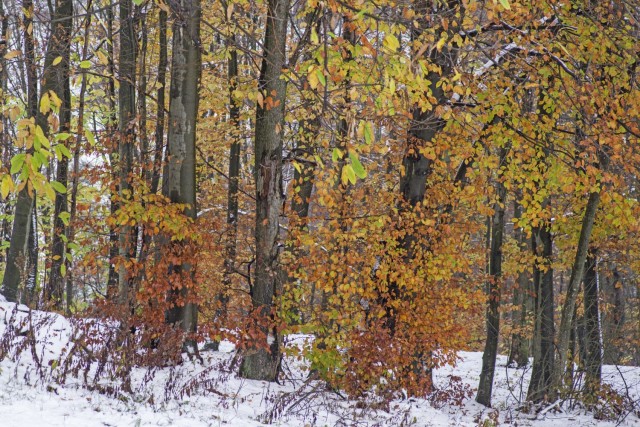 21. november 18 - foto