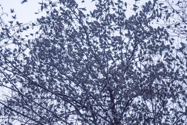 17. januar 19 - foto