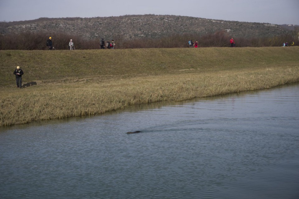 26. januar 19 - foto povečava