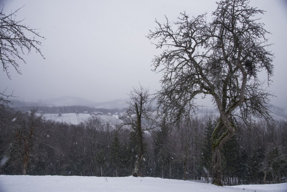 31. januar 19 - foto povečava