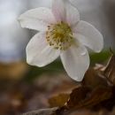 3. februar 19