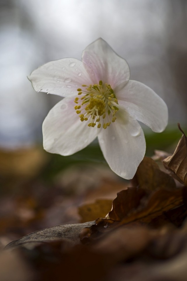 3. februar 19 - foto povečava