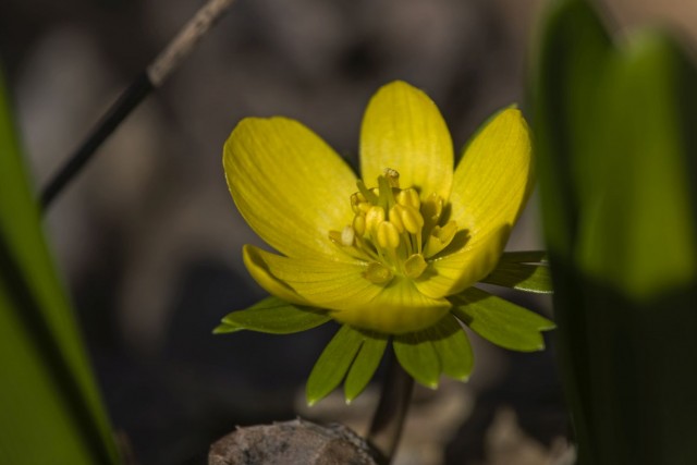 18. februar 19 - foto