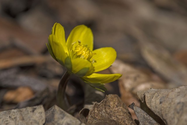 18. februar 19 - foto