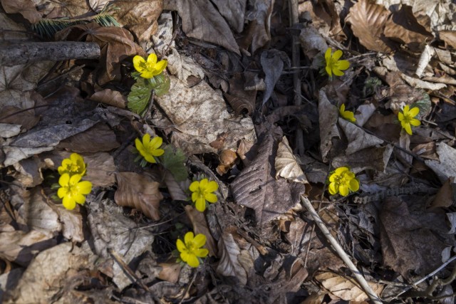 18. februar 19 - foto