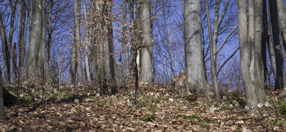 23. februar 19 - foto povečava