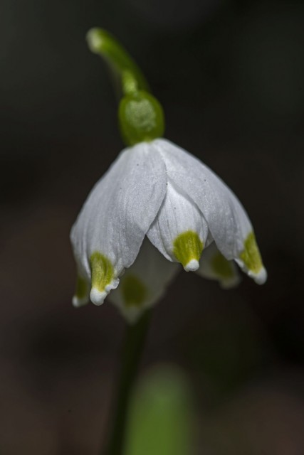 28. februar 19 - foto