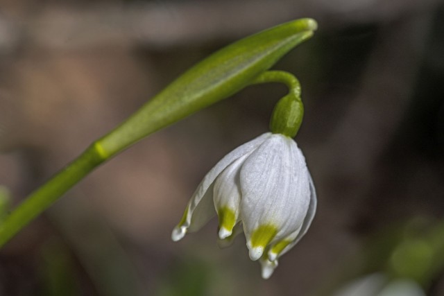 28. februar 19 - foto